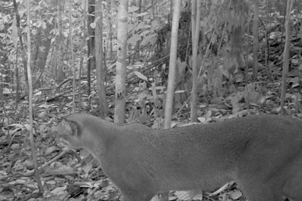 ӡ�������������ĵ����亱���������޽�è