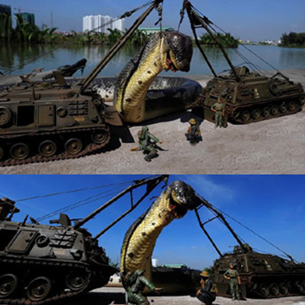 越南军队捕获致命大蛇?