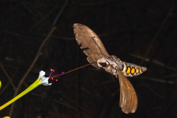 Hawkmoths, seen here pollinating an angels trumpet flower, are one of several a