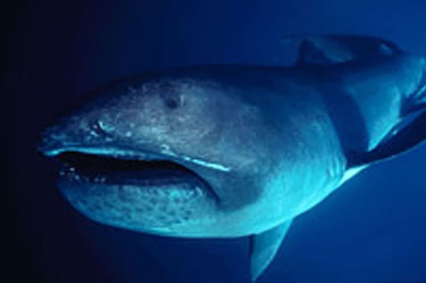 A newly identified ancient creature was related to the megamouth shark, Megachas
