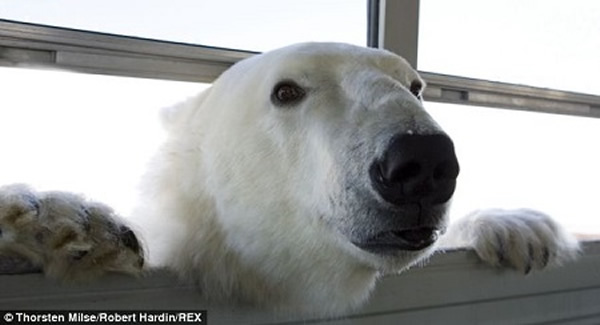 “北极熊监狱”里关押的“熊囚犯”