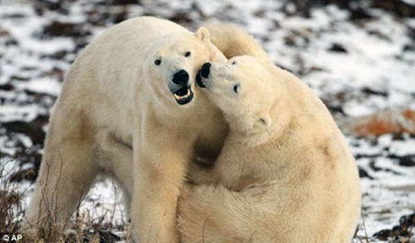 丘吉尔港仅有800名居民,但每年10月至11月,在当地出没的北极熊多达1000只