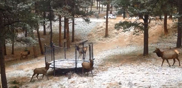 美国一只年幼的麋鹿玩蹦床