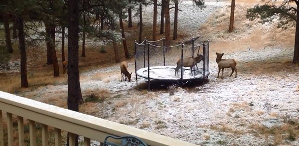 美国一只年幼的麋鹿玩蹦床