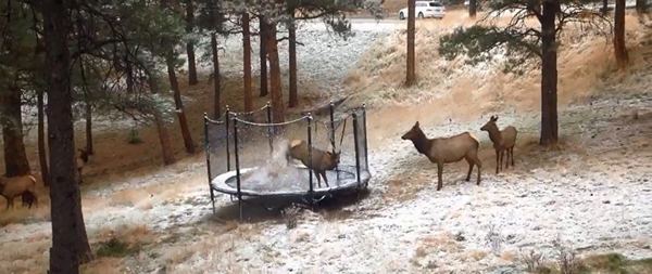 美国一只年幼的麋鹿玩蹦床