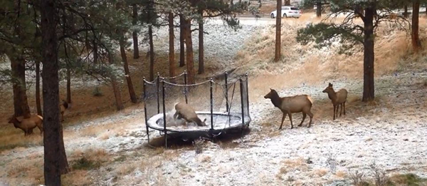 美国一只年幼的麋鹿玩蹦床