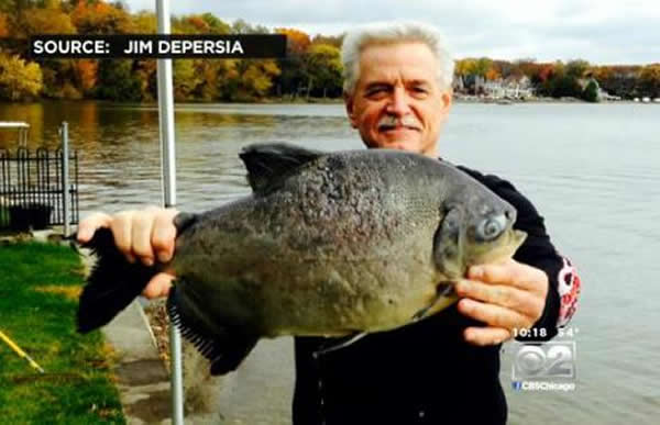 美国一渔夫捕到6斤重专咬男性生殖器食人鱼