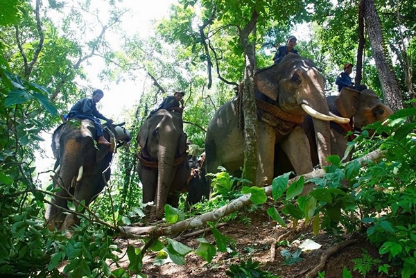 在缅甸大约有5000头处于人类管辖下的大象,其中有2861头都属于一家名叫“缅甸伐木公司(The Myanma Timeber Enterprise)”的官方伐