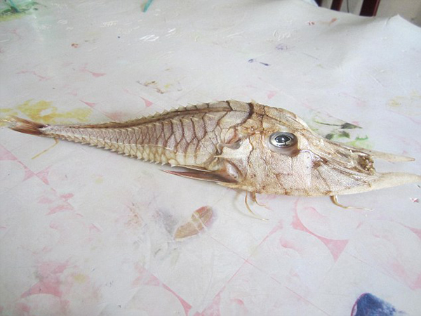 婆罗洲沿岸钓到奇怪“盔甲鱼”