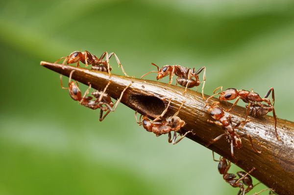 An enzyme in the nectar of acacia trees makes ants chemically dependent on their