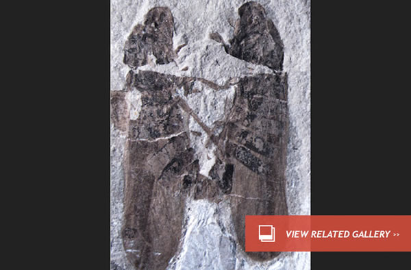 Mating Bugs Etched in Stone for 165 Million Years