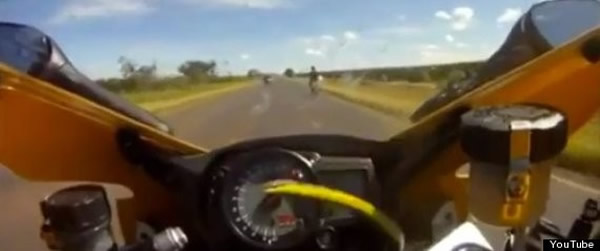 在时速248公里高速下攻击人类的蛇