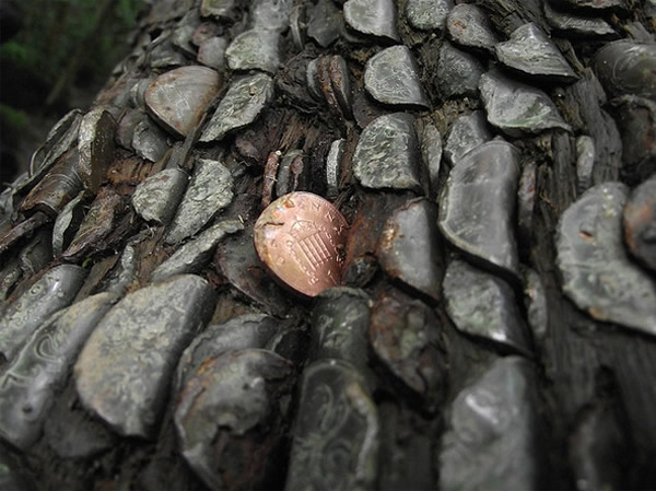 古时候多半是用石头将硬币砸入树干,因此有些硬币呈现弯曲状。