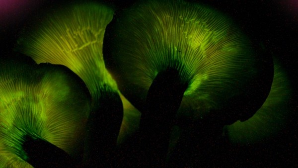 ������Ģ����ҹ��������ɫ��ө��