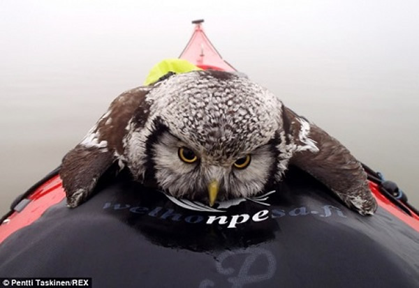 ����ͼ������èͷӥ������ˮ����