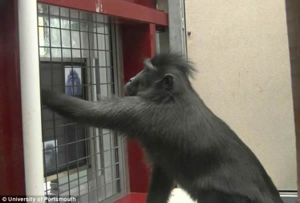 科研人员对英国汉普郡马尔威尔野生动物园的一群黑冠猕猴进行研究,提出这一发现。该图显示的是一只具有统治地位的猕猴通过玩触摸屏电脑得到放松