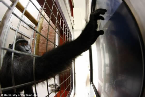 研究人员发现,利用触摸屏电脑给黑冠猕猴提供认知挑战,已经提高了这群猴子的凝聚力,并缓解了它们的压力,同时增加了它们之间的友好行为