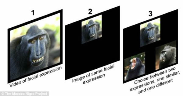 猴子们可以选择同类展示不同面部表情的图片和视频