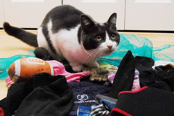 英国一只名为布鲁贝尔的宠物猫偷窃上瘾