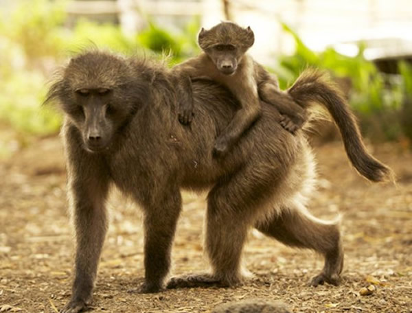 ɳ�صĴ�ׯ���ﻼ�����أ������ܵ���Ѱ��ʳ��ĺ���ɧ��