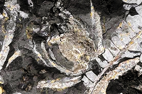 ����������ġ����ڵ�һ����������չ6.4���ף���4.3���ף����������ִ������ⲿ�ṹ��