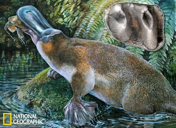 示意图：一只生活在新生代中晚期的巨型鸭嘴兽，它拥有巨大的牙齿，足以让其杀死一些较大的猎物，如肺鱼，甚至是体型较小的乌龟
