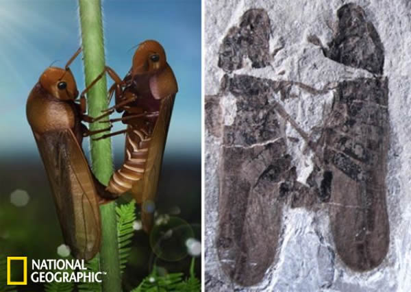 ��ͼΪ��ʯ��ĭ������������