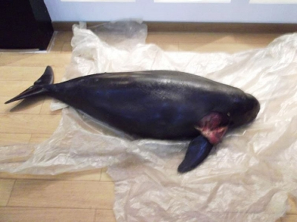 镇江长江豚类保护区一幼豚死亡