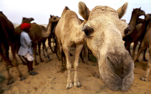 �������������ս��׻ᡪ��һ��һ�ȵ�ӡ����ʲ�����ս�