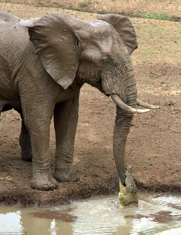赞比亚南卢安瓜国家公园大象池塘边喝水被鳄鱼咬住象鼻