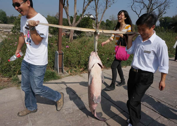 一条1米出头,重约40斤的螺獅青成了当天的“鱼王”。