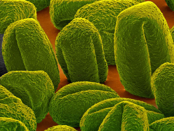 对化石花粉粒子的分析发现了长达150年严重干旱期的证据