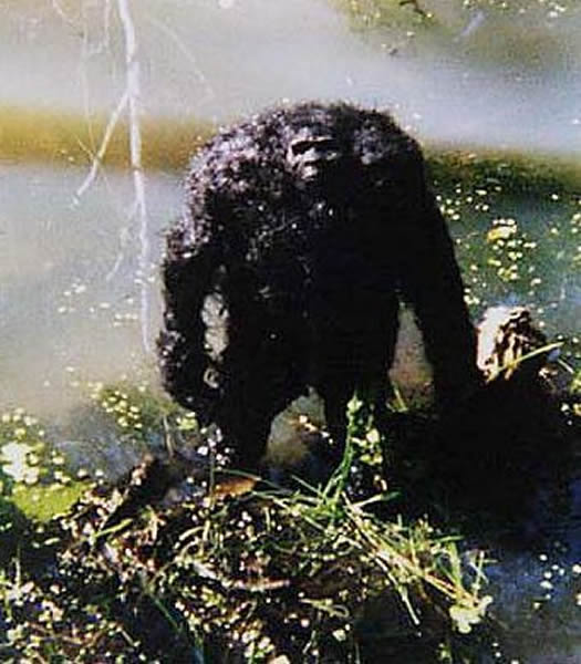 ��������Ѱ�Ҵ�Ź֡���ʾ��Ź����ʳ��