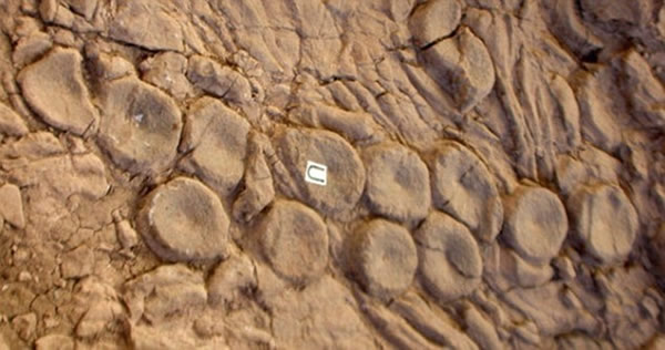 蜥蜴骨骼的这种排列方式可能证明了挪威海怪确实存在。该理论由马克-麦克梅纳明提出,他是美国马萨诸塞州曼荷莲女子学院的古生物学教授。麦克梅纳明最初在内华达州柏林鱼龙