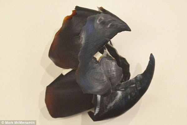 麦克梅纳明称,挪威海怪(可能长达30米)存在的证据,是通过巨型海洋爬行动物鱼龙骸骨上的明显伤痕得出的,挪威海怪不是溺毙了这种动物,就是咬断了它们的脖子。