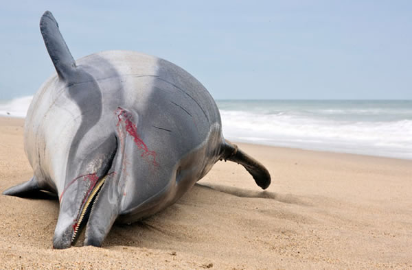 The cause of death is morbillivirus, a form of marine mammal measles that is sim