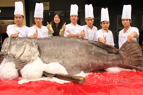 11月9日下午，一条长2.65米，重683斤的巨型石斑鱼现身东莞大朗镇，引来不少好奇的市民围观。