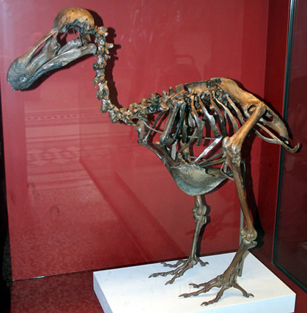 目前世界上只有十来家博物馆拥有完整的渡渡鸟骨架