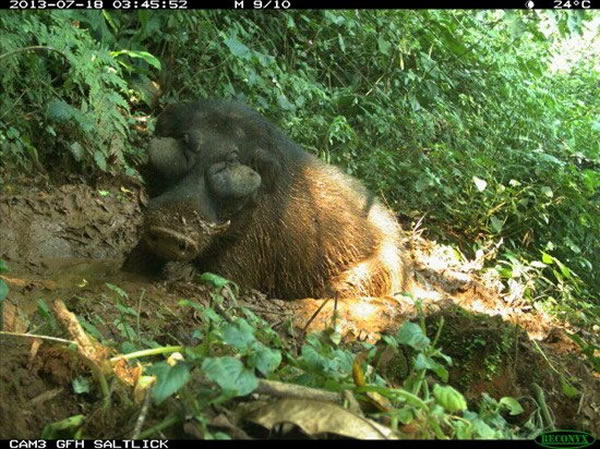 �ڸɴ﷢������������Ұ��������ɭ�־�����