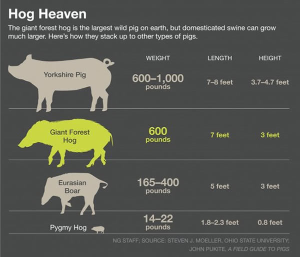 ��ͼ�ǲ�ͬ���������غ��峤��׼���������·ֱ��ǣ��˹�������Լ������ɭ�־�����ŷ��Ұ����٪��Ұ��