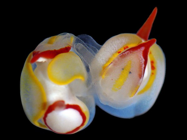 These as-yet unnamed sea slugs stab their mates between the eyes with a needle-l