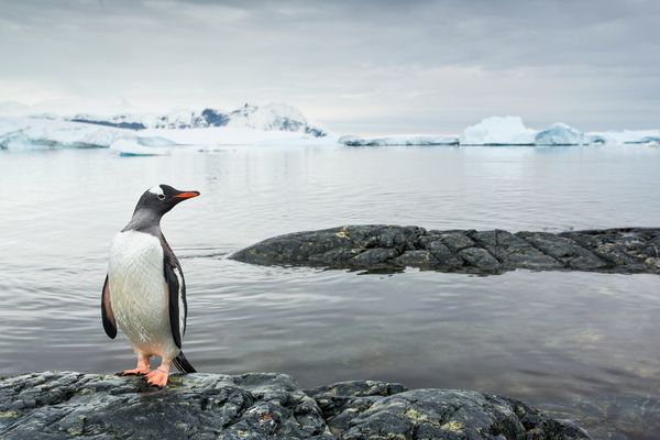 A cooling spell in Antarctica may have helped penguins diversify into the numero