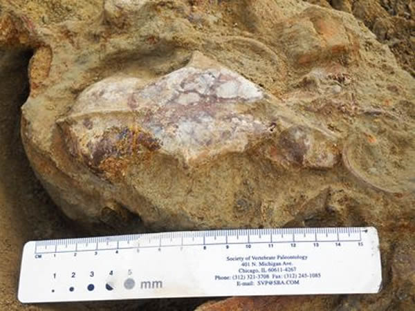 The fossil of an ancient big cat is uncovered in the rock.