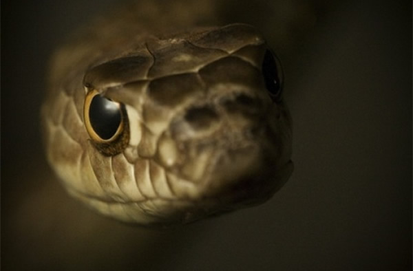 The coachwhip snake, like all snakes, has a transparent scale over its eye calle