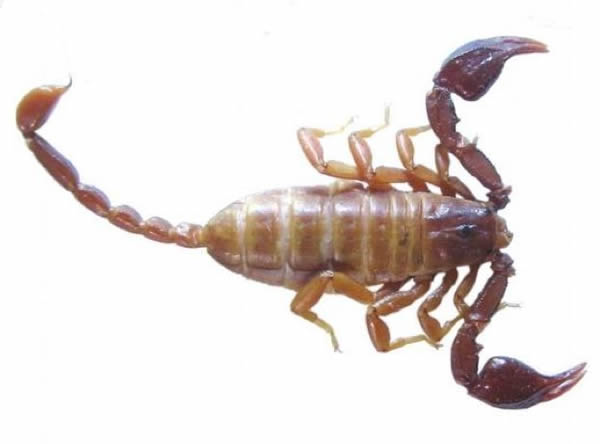 New Scorpion from Land of Ancient Myth