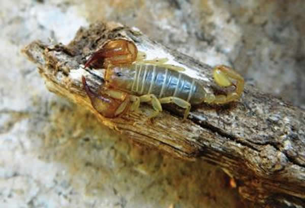 A living male Euscorpius lycius in its natural environment. (Ersen Aydın Ya