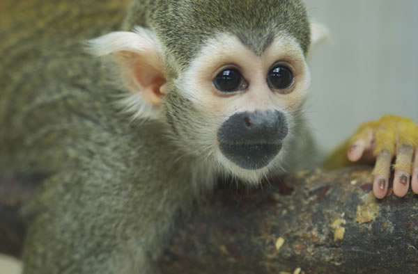 Studies of squirrel monkey show they have musical instincts.