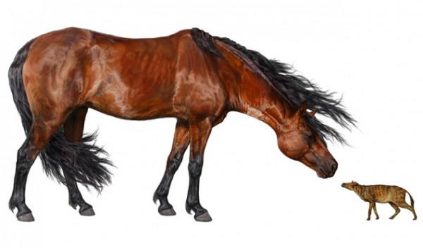 已灭绝的始马属(如图右,图左侧是一匹现代马)