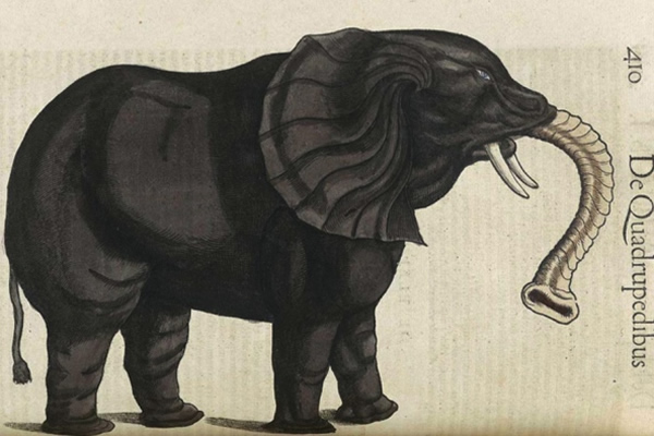 蛋白质分析还原传世大象标本的真实身份