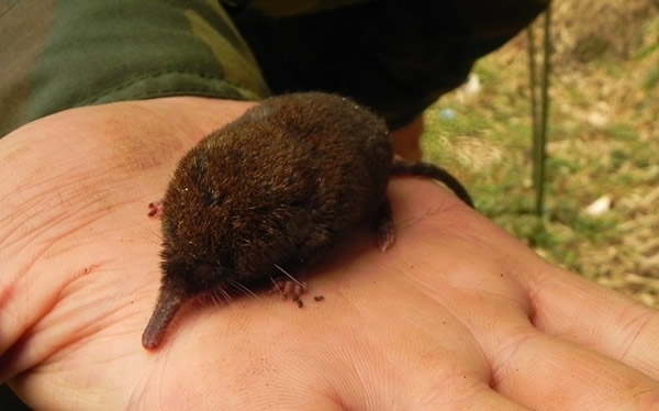 �����ǿ�ϵͳ�����о��½�չ